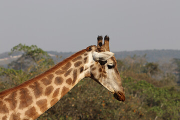 African giraffe, showing the side of its head, neck and the sky in the background, walking in a zoological park