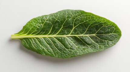 Obraz premium Single green leaf, studio shot, white background, food ingredient (1)