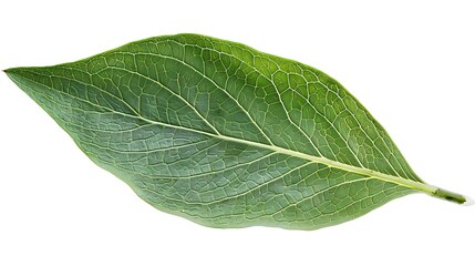 Obraz premium A detailed view of a willow leaf, isolated on a white background