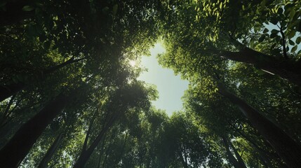 Sunlight Through The Trees