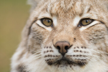 close up of lynx face, lynx, eurasian, lynx lynx, face, cat, wild cat, eyes, look, nose, whiskers, fur, coloration, characteristic, high quality © LIMARIO