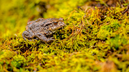 toad awakening from hibernation, common toad, bufo bufo, amphibian mating, migration, spring, cold-blooded animal, moss