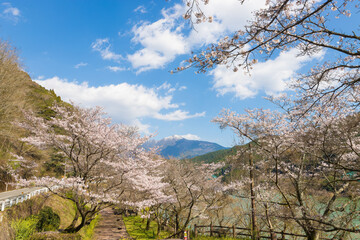 青空と桜（熊本県水上村）