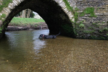 Primose a 7 month old Black Labrador Lostwithiel Tudor bridge and Fowey River