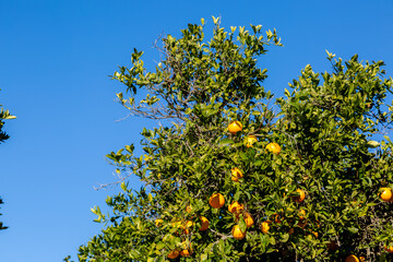 Orange tree full of large ripe citrus orange fruits and green leaves in a Spanish farm on a hot sunny day