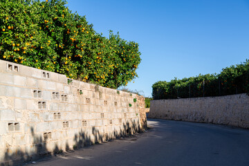 Landscape view of the Spanish countryside road passing through a Orange farm, Image shows a narrow...