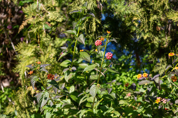Colourful flowers blossoming along a quiet road in the Spanish countryside