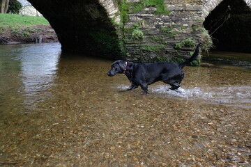 Primose a 7 month old Black Labrador Lostwithiel Tudor bridge and Fowey River