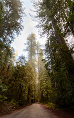 Obraz premium Tall trees and sunlight create a serene atmosphere along a forest road.