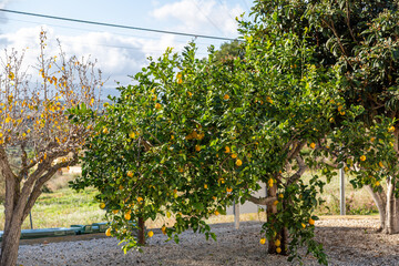 Lemon tree full of large ripe citrus lemon fruits and green leaves in a Spanish garden on a hot sunny day