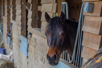 Bay Connemara in his stable looking over his partition on a small farm in Surrey