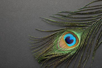 One beautiful peacock feather on dark grey background, top view. Space for text