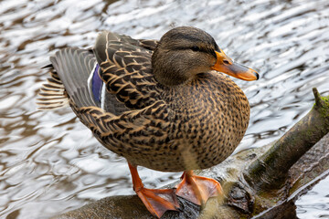 Female Mallard (Anas platyrhynchos) at The Lough, Cork, often found in wetlands and urban lakes.