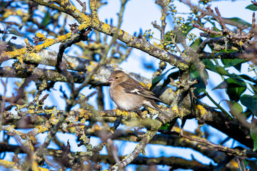 Obraz premium Female Chaffinch (Fringilla coelebs) at Baldoyle Racecourse, Dublin, found in woodlands and gardens.