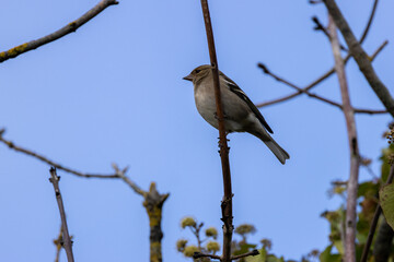 Female Chaffinch (Fringilla coelebs) at Baldoyle Racecourse, Dublin, found in woodlands and gardens.