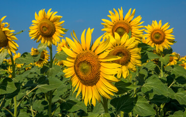 Obraz premium Sunflower field, Trakya / Turkey. Nature agriculture view.
