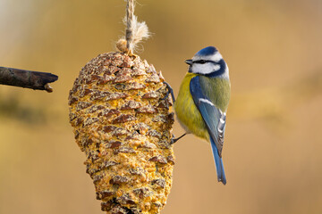 Blaumeise im Herbst, Winter bei der Futtersuche 