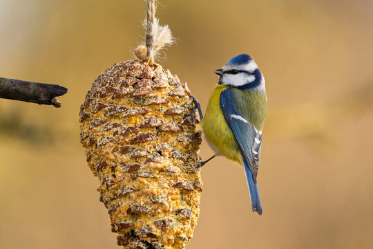 Blaumeise im Herbst, Winter bei der Futtersuche 