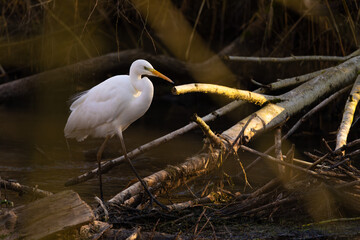 Silberreiher, Great Egret an einem Bach im Winter auf der Jagd