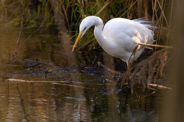 Silberreiher, Great Egret an einem Bach im Winter auf der Jagd