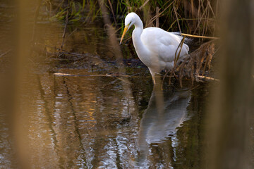 Silberreiher, Great Egret an einem Bach im Winter auf der Jagd