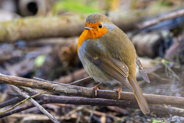 Rotkelchen im Herbst / Winter auf einem Ast / Vogel