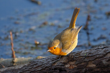 Fototapete bei efototapeten.de bestellen   