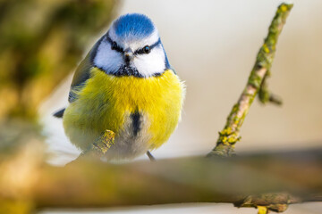Blaumeise (blue tit) im Herbst, Winter auf einem Ast / Vogel