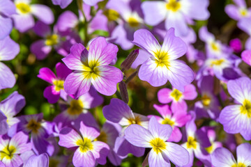 Obraz premium Aubrieta deltoidea or Virginia stock, Malcolmia maritima, is from the Brassicaceae family.