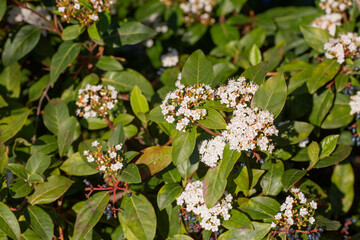 Viburnum tinus, laurustinus, laurustine or laurestine is a species of flowering plant in the family...