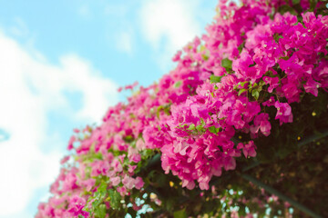 Pink bugenwilla, bougainvillea, beautyful pink flowers,  flower decoration, holiday, flora, flowers, hotels
