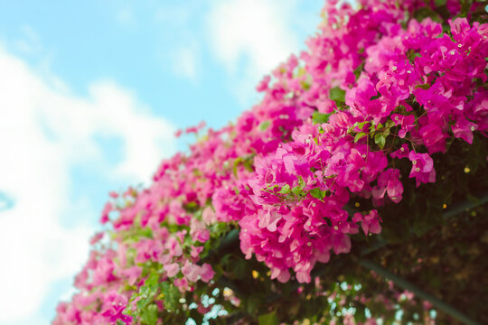 Pink bugenwilla, bougainvillea, beautyful pink flowers,  flower decoration, holiday, flora, flowers, hotels

