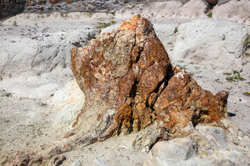 A fossilized tree trunk from the UNESCO Geopark 