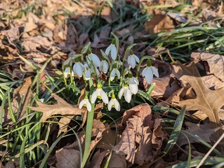 Wild growing snow drops blooming in the Iowa woods.