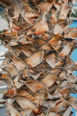 Close-up of palm tree trunk texture, holiday texture