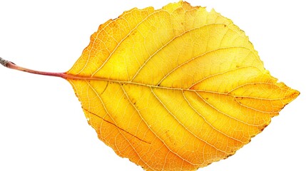 Obraz premium A close-up of a cottonwood leaf, isolated on a white background