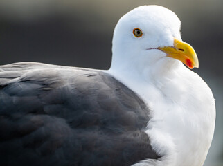 Snowy Feathers Of Sea Gull With Bright Yellow Beak