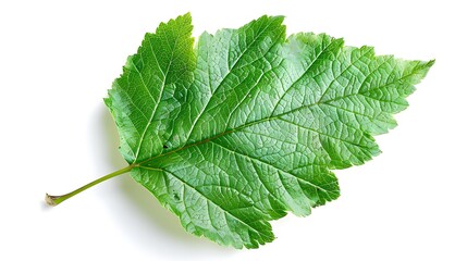Fototapeta premium A detailed hawthorn leaf, isolated on a white background