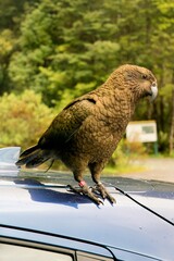 Kea Parrot Standing on a Car Roof in the Wild