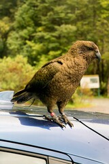 Kea Parrot Standing on a Car Roof in the Wild