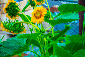 Sunflowers in the wind. Beautiful sunflower in field.