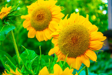 Sunflowers in the wind. Beautiful sunflower in field.