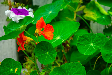 closeup red flowers in green leaves