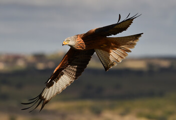 un precioso milano real en libertad