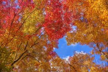 青空バックに見上げるきれいに色づいたカラフルなモミジの紅葉