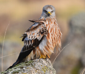 milano real en libertad en españa