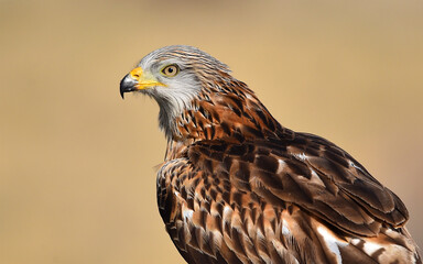 milano real en libertad en españa