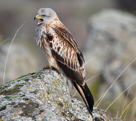 milano real en libertad en españa
