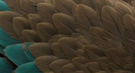 Obraz premium Close Up of Bird Feathers with Brown and Blue Tones