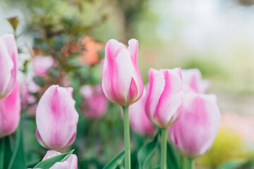 striped tulips. Variegated tulips variety. tulips in delicate lilac and pink tones.Floral spring wallpaper